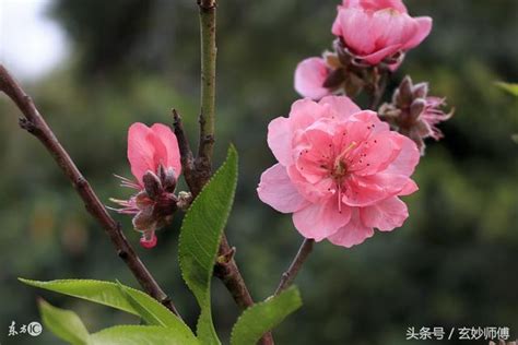 桃花是什麼意思